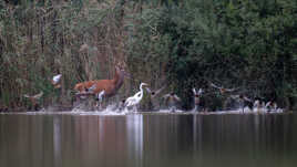 Cohabitation Solognote