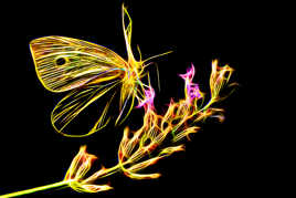 Un papillon venu d'Avatar