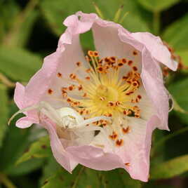 Gardienne de fleur