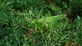 sauterelle tête à queue