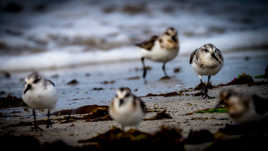 Becasseau sanderling