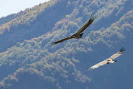 Duo dans le ciel de Rémuzat