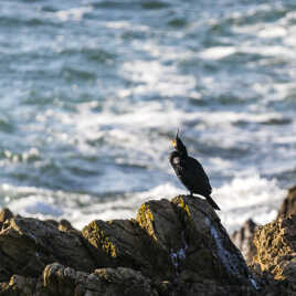 Vocalise cormorantésque