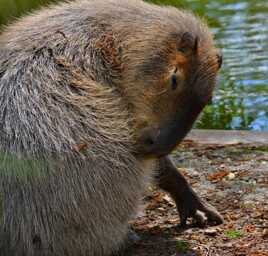 Capybara