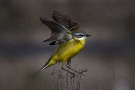 Bergeronnette printanière