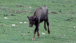 Petit bison futé