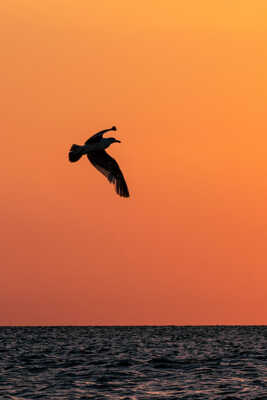 Sea Bird