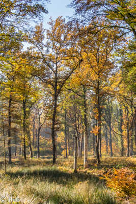 Sous-bois automnale