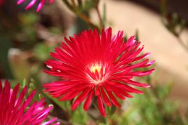 Pourpiers sans abeille !