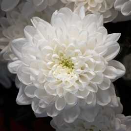 Fleurs d'intérieur d'hiver (2)