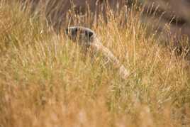 Observation discrète mutuelle