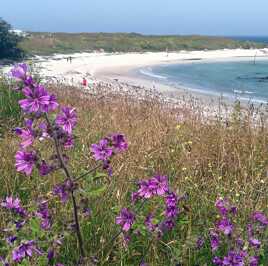 FLORE DE BORD DE MER