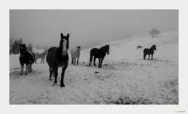 Le petit cheval dans le mauvais temps...