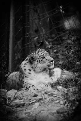 Panthèrre des neiges