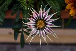 Gazania