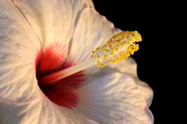 mon hibiscus