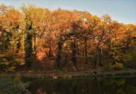 Couleurs d'automne 4