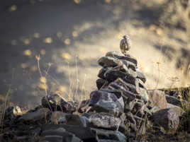 Tibetan Snowcock