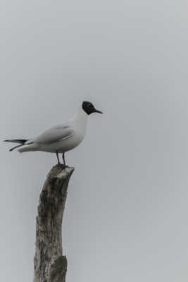 Mouette rieuse