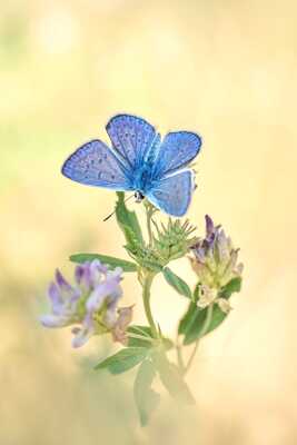 Harmonie printanière