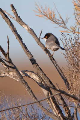 Fauvette mélanocéphale