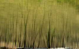 perdue dans le vert.2