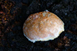 Après l'incendie, le retour de la vie (2)