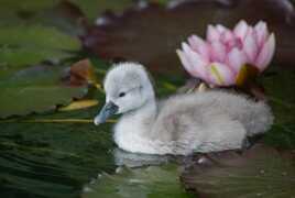 Bébé cygne