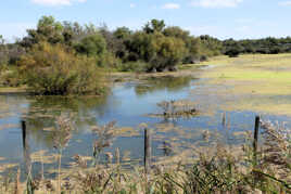 3 - Paysage de Camargue