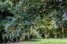 Arboretum de Segrez 3