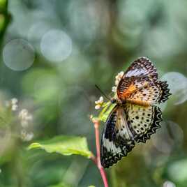 Malaysian butterfly.