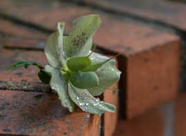 Rose de Noël en Mai