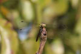 Libellule observatrice