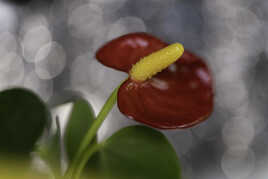 Anthurium