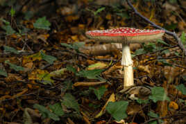 Rencontre avec l'Amanite tue-mouches !