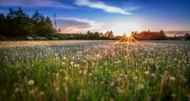 Dandelion Field