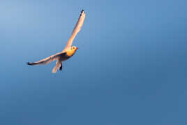 Libre