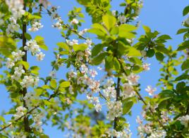 1er essai...printemps