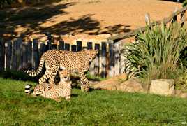 Madame et Monsieur Guépard