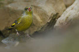 Péché de gourmandise