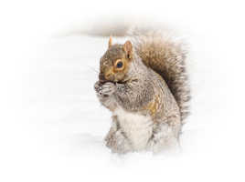 Les pattes dans la neige