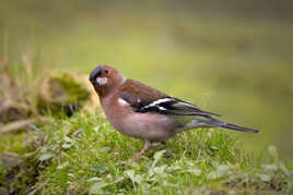 Ah ! tu es là mon dédé