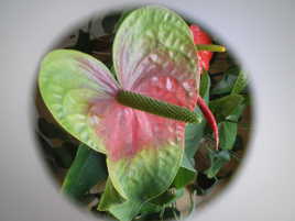 Anthurium...