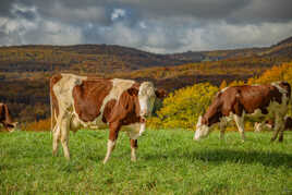 Au pré en automne