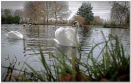 un petit cygne