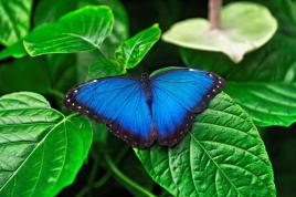Morpho Bleu
