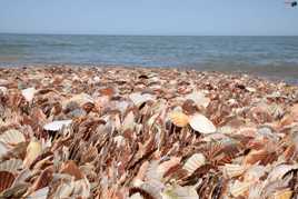 Coquille St Jacques