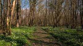 Ballade en sous bois