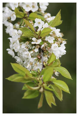 La beauté éphémère