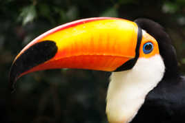 Toucan Toco